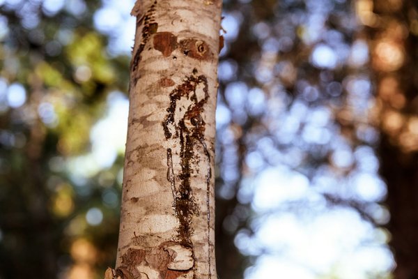 Où trouver une résine de chanvre de qualité ?
